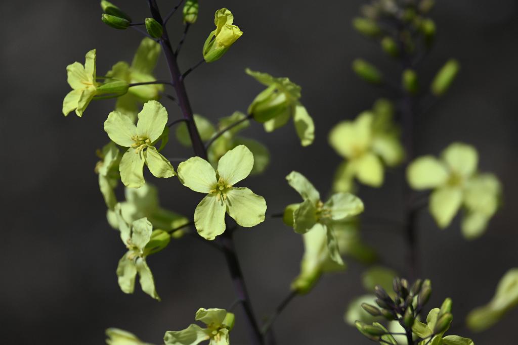 3035-05268633 Tower Hill Botanic Garden, MA.JPG - Kale (Brassica oleracea 'Redbor'). New England Botanic Garden at Tower Hill, MA, 5-26-2025